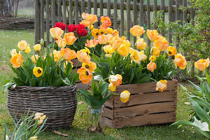 Blühende Tulpen in Korb und alten Weinkisten