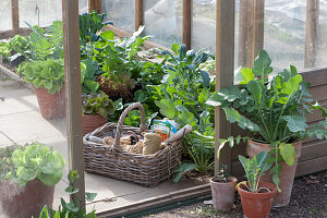 potted radish, kohlrabi, lettuce, and cavolo nero kale seedlings in a greenhouse with a basket carrying string, seed bags, and small utensils