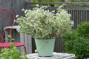 Scented geranium 'Lady Plymouth' in an enamelled bucket