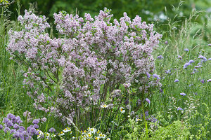 Dwarf lilac 'Palibin' in the meadow