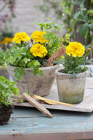 Petersilie und Studentenblumen in Töpfen