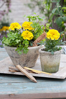 Parsley and marigolds in pots