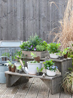 Herbal staircase: wooden box and pots with fragrant violets, horned violets, rosemary, oregano and young plants of palm kale, barbara and lettuce