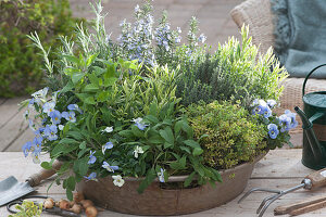 Zinktablett als Kräutergarten: Salbei, Lavendel 'Platinum Blonde', Zitronenthymian 'Golden King', Hornveilchen, Thymian, Rosmarin und Honigmelonensalbei