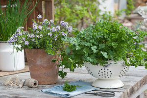 Flat-leaf and curly leaf parsley in a kitchen colander, flowering savory in a terracotta pot