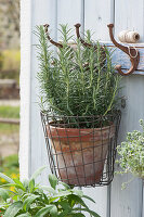 Clay pot with rosemary in a wire basket hung on a coat rack