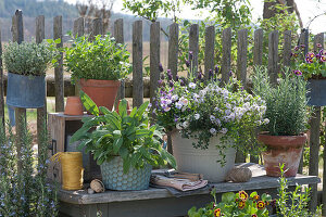 Arrangement of herbs on a garden fence: sage, oregano, thyme, and rosemary, flowering savory with horned violets, Tausendschon Rose, and french lavender