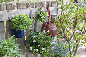 Pots with savory and oregano, a bouquet of herbs made from sage, savory, and oregano, and an old kitchen colander tied to the fence as a decoration