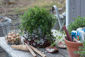 Savory wrapped in pussy willow, basket with onions, string, garden labels and bean seeds