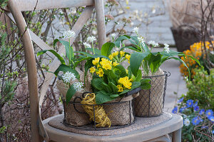 Blossoming wild garlic and cowslips clad with burlap in a wire basket