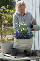 Kübel mit Hornveilchen, Vergißmeinnicht und Märzenbecher bepflanzen, Frau gießt fertige Bepflanzung mit an