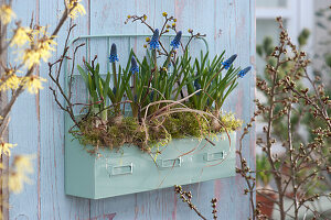 Wall hanging box with grape hyacinths, twigs, moss, and grasses as hanging spring decoration