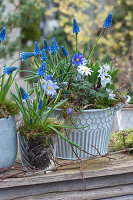 Kleines Topf-Arrangement mit Traubenhyazinthen, Strahlenanemone und Puschkinie