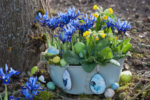 Easter decoration in the garden: Netted irises, primroses, and Easter eggs