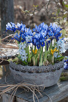 Bowl with Netted irises, striped squill, and crocus
