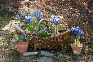 Pots with netted irises, ray anemone, sweet violets, and grape hyacinths for planting in the garden