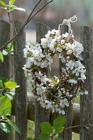 Wreath of flowering branches of blackthorn on the garden fence