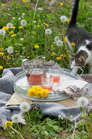 Relaxing setting in a meadow of dandelions with a blanket, pillows, and a tray with flowers, a pitcher of tea and glasses, cat is curious