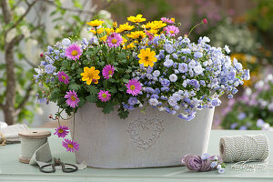 Gefüllt blühende Karpaten-Glockenblume 'Blue Wonder', Zweizahn und blaues Gänseblümchen in Jardiniere
