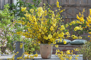 Bouquet of flowering forsythia branches