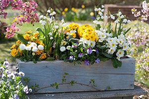 Wooden box with primroses, Tausendschon Rose, horned violets, and spring snowflake 'Bridesmaid'.