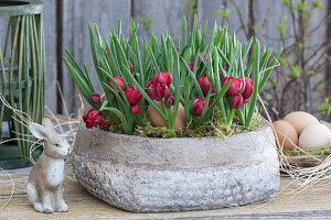 Grey bowl with wild tulip 'Samantha', Easterly decorated with Easter bunny and Easter eggs