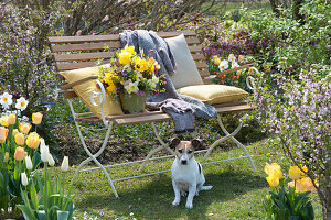 Frühlingsstrauß mit Tulpen und Narzissen auf Bank am Beet, Hund Zula