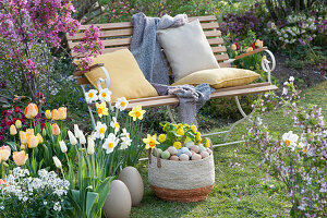 Easter decoration with daffodils, tulips, and wallflowers on a bed with ornamental apple, Easter eggs and filled primrose in a basket, bench with cushion and blanket