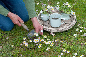 Woman digging up daisies and planting them in tin containers for decorative purposes