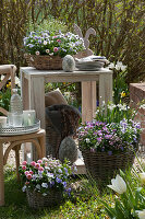 Easter decoration on a small gravel terrace in the garden: baskets with horned violets, Tausendschon Roses, and spring snowflakes, Easter eggs, Easter bunny, tray with cups and glasses, plates, and napkins