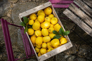 Frisch gepflückte Zitronen in Holzkiste auf Stuhl