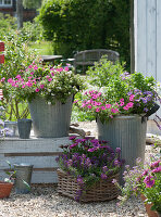 Container garden arrangement with Petunia Mini Vista 'Hot Pink', African Daisies Summersmile 'Magenta', Fragrant Stonewort 'Princess in Purple' 'Snow White', bacopa, and blue Felicia 'Forever Blue