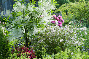 Early summer garden with snowflake tree, lady's mantle, mayflower bush, peonies and Japanese azalea