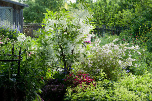Early summer garden with snowflake tree, lady's mantle, mayflower bush, Japanese azalea and cranesbill 'Orkney Cherry