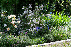 Beet mit Polyantharose 'Lions Rose', Rosendeutzie 'Mont Rose', Storchschnabel und Ochsenzungen