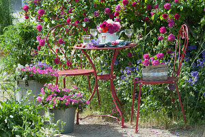 Kleine Sitzgruppe vor Rose 'Vivid', Rosenstrauß auf dem Tisch, Korb mit Rosen auf dem Stuhl, Kübel mit Petunien