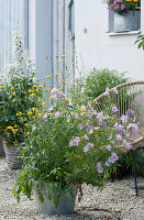 Wild combination with musk mallow and pippau, delphinium in the background