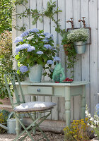 Hydrangea 'Endless Summer', wild strawberry and graceful spurge hung on the wall, bowl with sweet cherries and ceramic fish as a water jug, goldmoss stonecrop