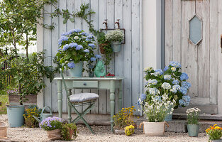 Sitzplatz auf Kiesterrasse mit Hortensien 'Endless Summer', Prachtkerze, Mauerpfeffer, Sternenblume und Spätblühender Traubenkirsche, Walderdbeere und Zauberschnee an der Wand aufgehängt, Schale mit Süßkirschen und Keramikfisch als Wasserkrug