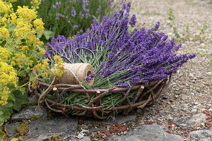 Frisch geernteter Lavendel im Korb am Beet