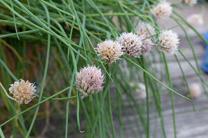 Cut back chives, divide and plant in smaller pots
