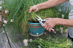 Chives cut back, divided and planted in smaller pots