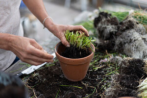 Chives cut back, divided and planted in smaller pots