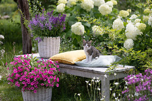 Korb mit Angelonie 'Blue' 'Dark Violet' auf Bank, kleine Katze sitzt auf Kissen, davor pinke Petunie, dahinter Hortensie 'Annabelle'