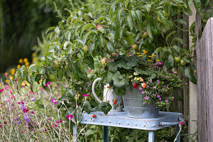 Zinc pot with strawberry and snowflake flower 'Everest Pink' on side table by apple tree