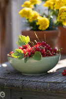 Bowl of freshly picked redcurrants