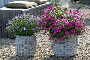 White baskets with petunia 'Mini Vista Hot Pink' and starflower 'Starshine Blue' on a gravel terrace