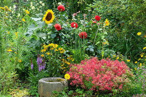 Bed with garden spurge 'Fireglow', sunflower 'Summertime', dahlia, echinacea 'Goldsturm', yarrow, ornamental leek, oxeye and stone trough