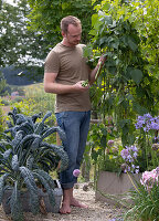 Man picking runner beans on a gravel terrace, palm cabbage 'Nero di Toscana