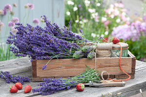 Holzkiste mit frischen Lavendelblüten, Lavendelflaschen und Schnur zum bündeln, Erdbeeren und Gartenschere